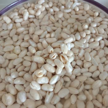 Hasata Kuru Fasulye İkiye Ayrılması