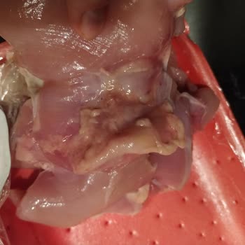 Migros Sanal Market Bozuk Tavuk Ve Küflü Avokado Gönderdi