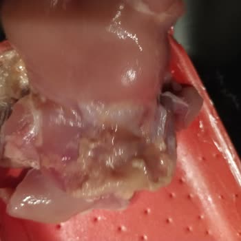 Migros Sanal Market Bozuk Tavuk Ve Küflü Avokado Gönderdi