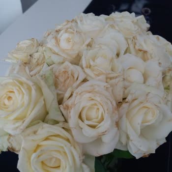 ÇiçekSepeti Solmuş Sararmış Çiçekler