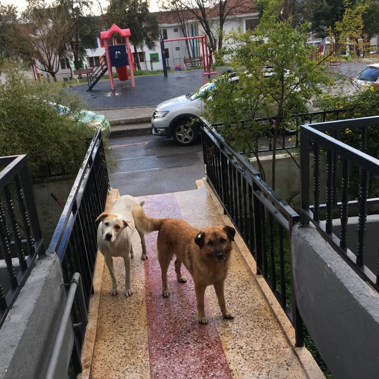 Buca Belediyesi Sokak Köpeklerini Toplatıyor!
