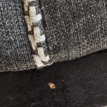 Vivense Koltuk Takımında Tahta Kurusu