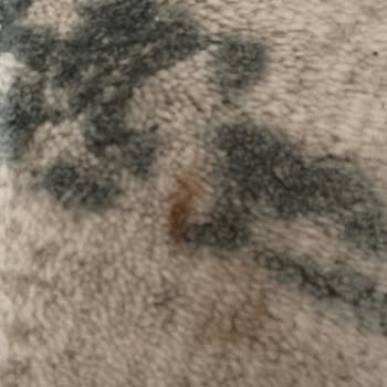 Kuzey Halı Yıkama Halılar Lekeli Geldi