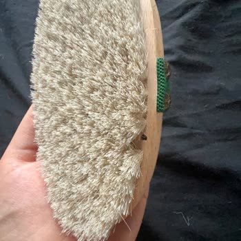 Nascita At Kılı Fırçası Dökülüyor