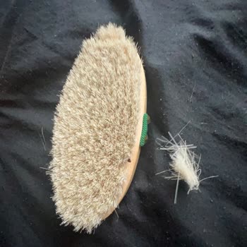 Nascita At Kılı Fırçası Dökülüyor