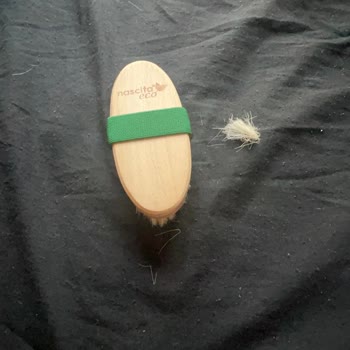 Nascita At Kılı Fırçası Dökülüyor