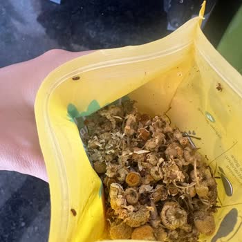 Naturali Bitki Çayları Naturali Papatya Böcek Kaynıyor