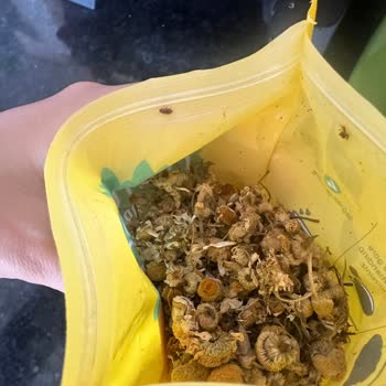 Naturali Bitki Çayları Naturali Papatya Böcek Kaynıyor