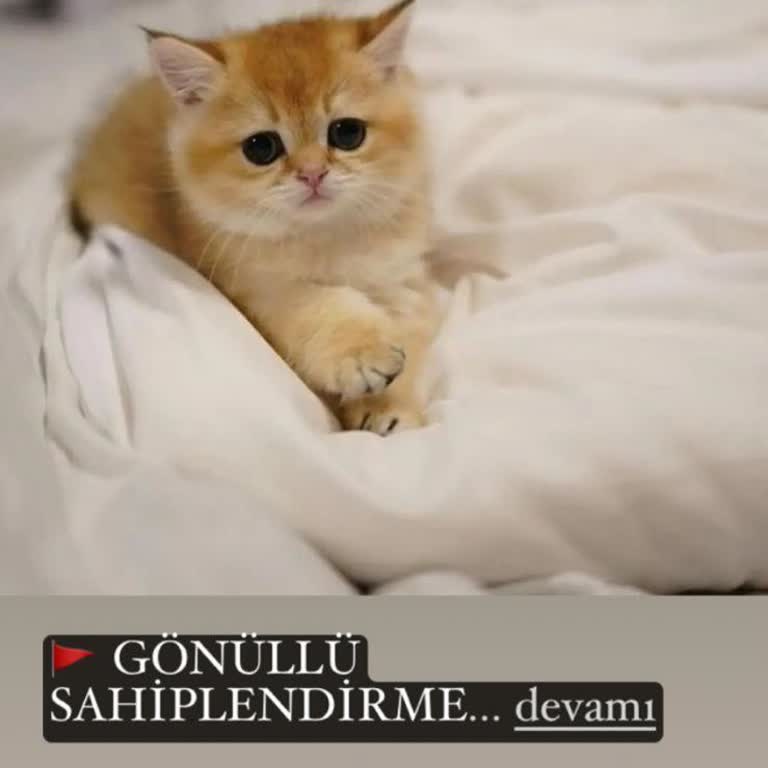 Patim.paticik Yanıltıcı