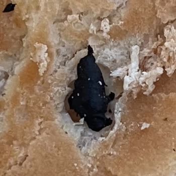 Migros Tibers Çıtır Tavuk Burgerin Ekmeğinden Oyun Hamuru Çıktı