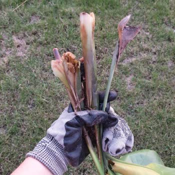 Fidanburada.com Çürük Köklü Çiçek Sorunu