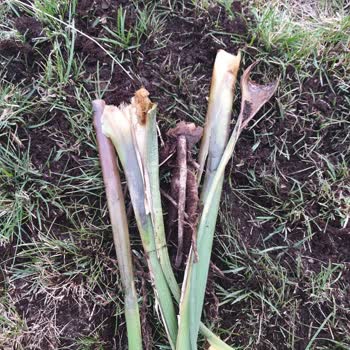 Fidanburada.com Çürük Köklü Çiçek Sorunu