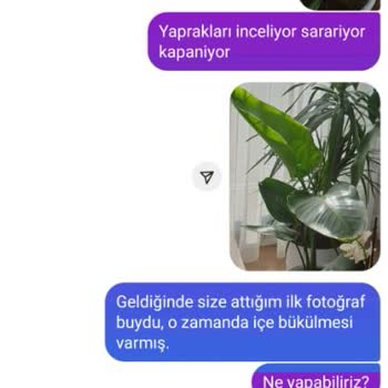 Fidanburada.com Çürük Köklü Çiçek Sorunu