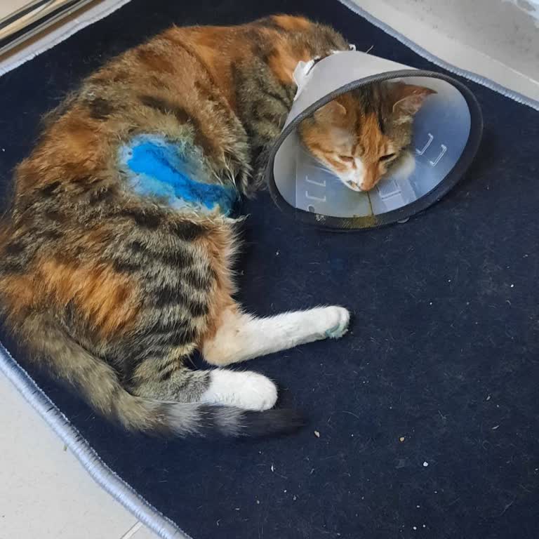 Canvet Veteriner Kliniği Veteriner Kliniğinde Yaşanan Üzücü Olay