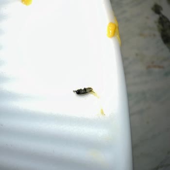 В макаронах Knorr Cabuk обнаружен жук.