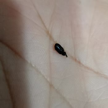 Суп Knorr внутри пакета был жук