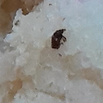 İBB - İstanbul Büyükşehir Belediyesi Halk Ekmek Şoku