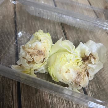 Nadir Avcan Petrol Çiğköfteden Kıl Ve Çürük Çıktı.