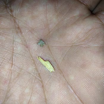 Temiz Ev Grup İstanbul - Kanarya Kötü Halı Yıkama