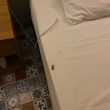 Club Hotel Anjeliq Otel Hijyen Sorunları Ve Yetersiz Müşteri Hizmeti