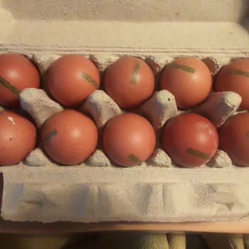 Tire Organik Gıda Ürünleri Migros'tan Mlife Bio Organik Yumurta Bozuk Çıktı