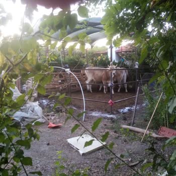 T. C. Cumhurbaşkanlığı Yerleşim Yerinde Hayvancılık