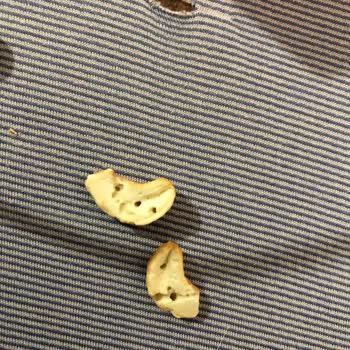 Gold Harvest Kuruyemiş Yemeksepeti Siparişimde Master Nut Markasının Böcekli Çıkması