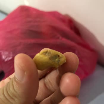 Gold Harvest Kuruyemiş Yemeksepeti Siparişimde Master Nut Markasının Böcekli Çıkması