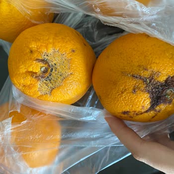 Migros Hemen Bozuk Sebze Meyve