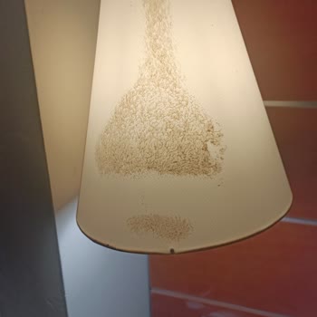 Petunya Beach Resort Kalitesiz Hizmet