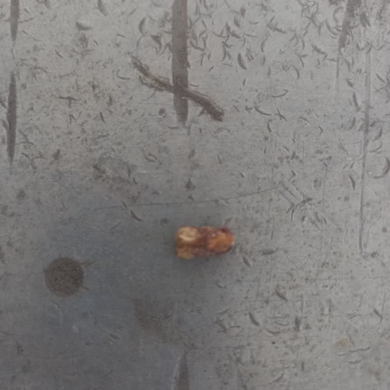 Gülşenoğlu Baklava & Börek Baklavadan Taş Çıktı