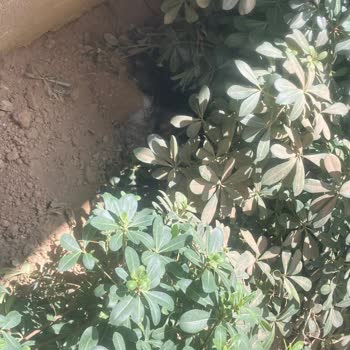 Buca Belediyesi Ölü Hayvan Şikayeti Ve Acil Çözüm Talebi