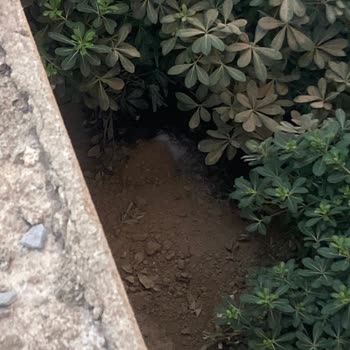 Buca Belediyesi Ölü Hayvan Şikayeti Ve Acil Çözüm Talebi