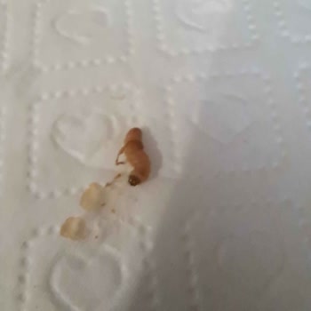 Ülker Kurtlu Çikolatayı Hala Almadı