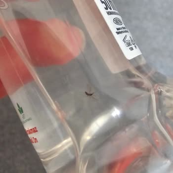 Emotion Sinekli Roll On