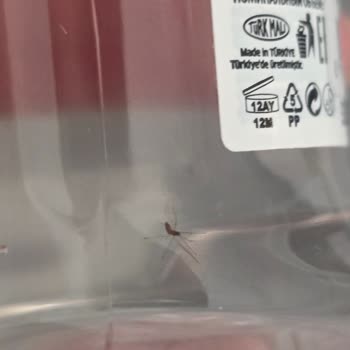 Emotion Sinekli Roll On