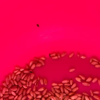 Tat Makarna Tat Marka Bakliyattan Böcekler Çıktı