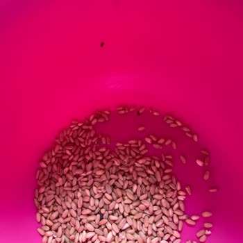 Tat Makarna Tat Marka Bakliyattan Böcekler Çıktı