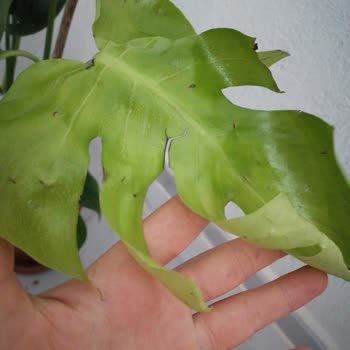 Çiçek Sepeti Çiçek Mağduriyeti