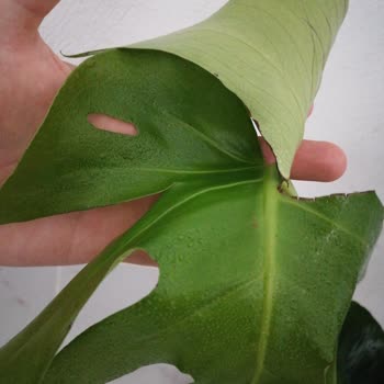 Çiçek Sepeti Çiçek Mağduriyeti