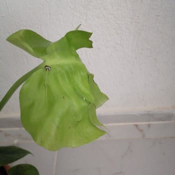 Çiçek Sepeti Çiçek Mağduriyeti