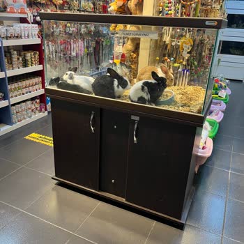 Akasya AVM Petshop Akvaryum İçerisinde Tavşan Satıyor