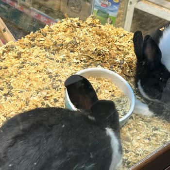 Akasya AVM Petshop Akvaryum İçerisinde Tavşan Satıyor