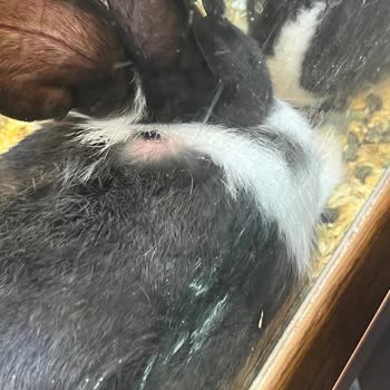 Akasya AVM Petshop Akvaryum İçerisinde Tavşan Satıyor