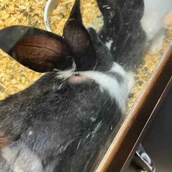 Akasya AVM Petshop Akvaryum İçerisinde Tavşan Satıyor