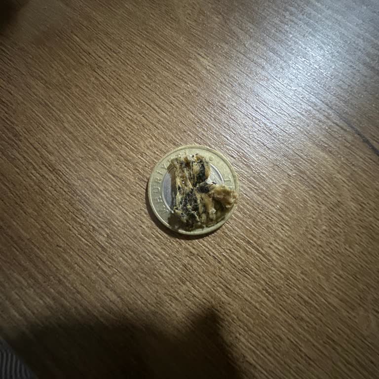 Superfresh Ispanak İçinden Çıkan Sigara İzmarit Süngeri, Kerevitaş