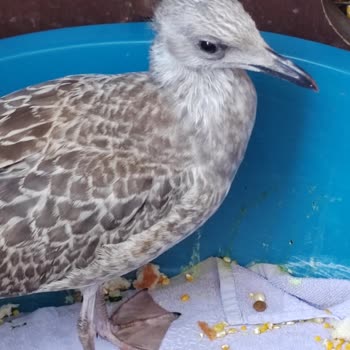 Esenyurt Belediyesi Belediye Veteriner Hizmetleri Şikayet