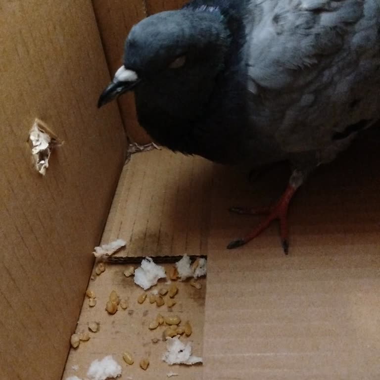 Doğa Koruma Ve Milli Parklar 02122625756 Yaralı Güvercin İçin Aradığım Numara