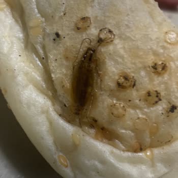 Tombiş Kumru Böcek Çıktı