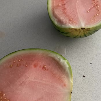 Migros Hemen Den Aldığım Karpuz Olgunlaşmamış Yani K*lek Çıktı